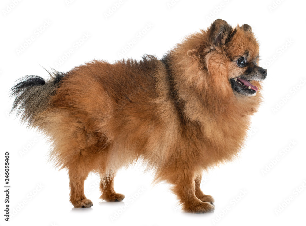 Obraz premium pomeranian in studio