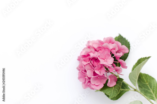 Beautiful hydrangea isolated on white background. Pink flowers hortensia are blooming in spring and summer.