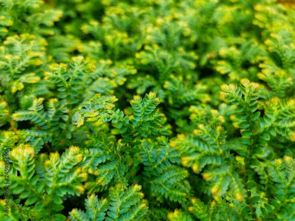 Green leaves with a blurred pattern background