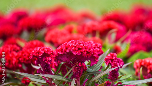 Celosia cristata or cockscomb flower red field garden colorful blossom and pathway in the summer garden park