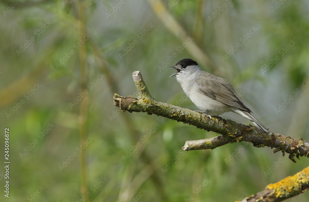 A beautiful male Blackcap (Sylvia atricapilla) perched on a branch singing.	