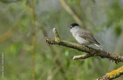 A beautiful male Blackcap (Sylvia atricapilla) perched on a branch singing. 