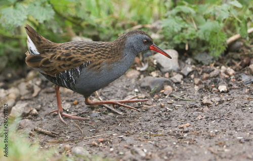 A stunning secretive Water Rail (Rallus aquaticus) searching for food along the bank of a lake.  © Sandra Standbridge