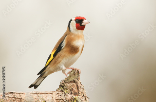 A pretty Goldfinch (Carduelis carduelis) perched on a branch.	 photo