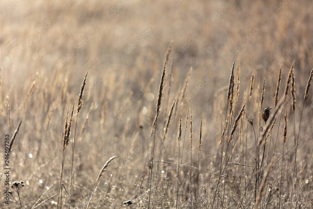 Fototapeta premium Dry grass in the morning at sunrise