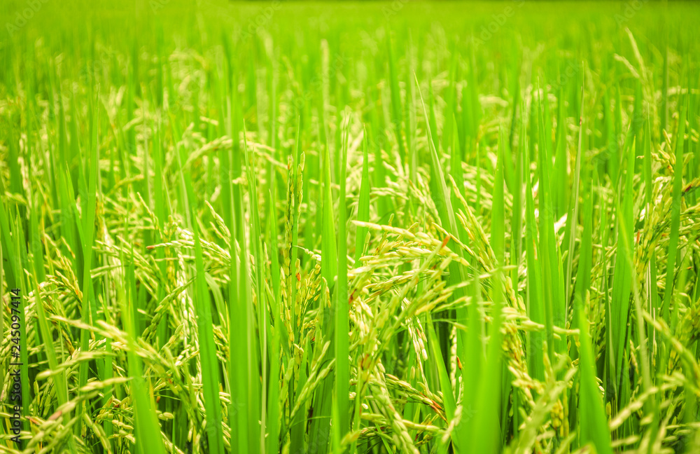Rice field background - green paddy rice on tree in agriculture asia Stock  Photo | Adobe Stock