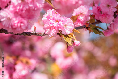 Close-up image of beautiful pink flowers, abstract bright floral background. A bunch of blossoming sakura branch in spring time, suitable for wallpaper