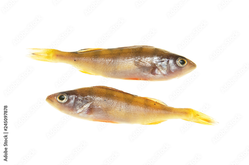 small fish perch on white background small fish perch on white background