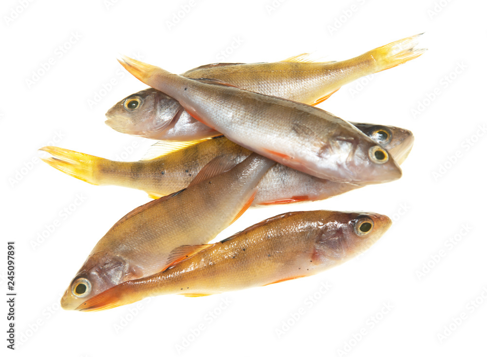 small fish perch on white background