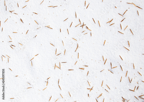 Seeds from a tree on white snow as a background