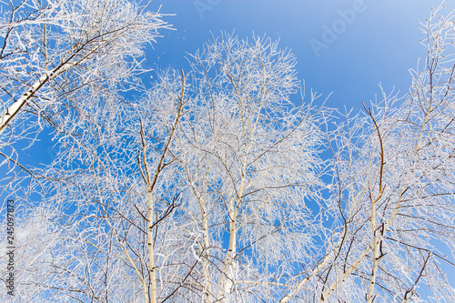 Frozen branches on a tree in the forest in winter