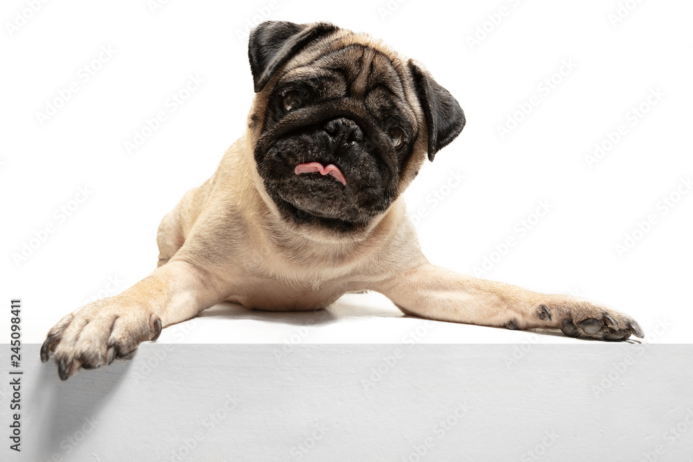 Obraz premium Cute pet dog pug breed sitting and smile with happiness feeling so funny and making serious face. Purebred and smart dog isolated on white background. The friendly concept