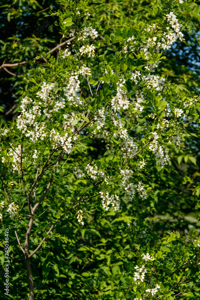 Fototapeta premium White acacia flower closeup (Robinia pseudoacacia). Acacia tree bloom