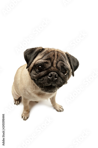Cute pet dog pug breed sitting and smile with happiness feeling so funny and making serious face. Purebred and smart dog isolated on white background. The friendly concept © master1305