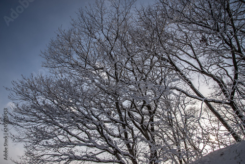 青空と雪と枯れ木と ©  Aveyasuhiro 
