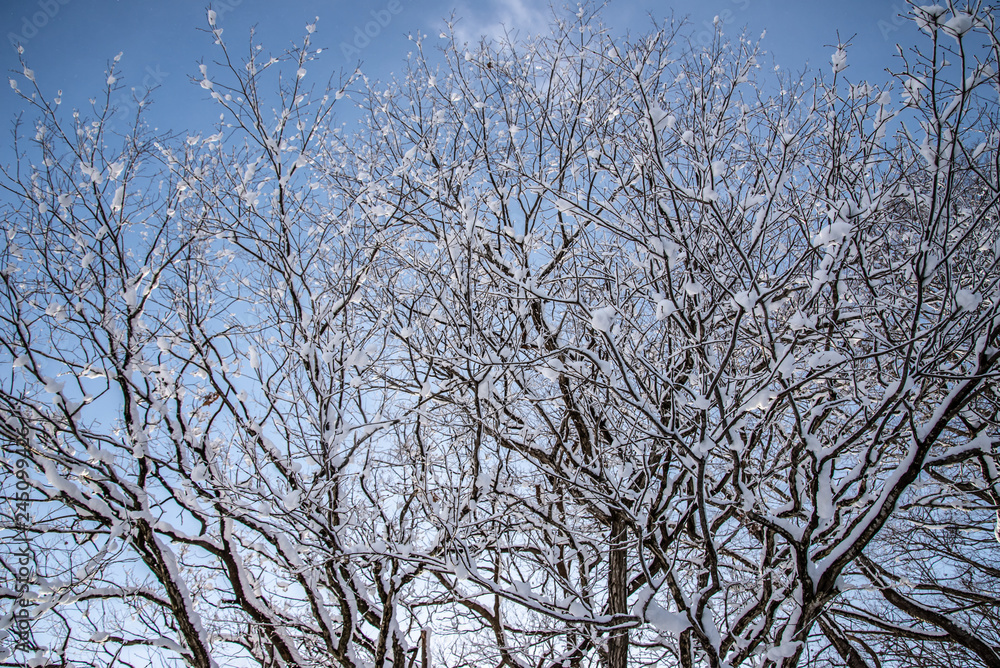 青空と雪と枯れ木と 青空と雪と枯れ木と