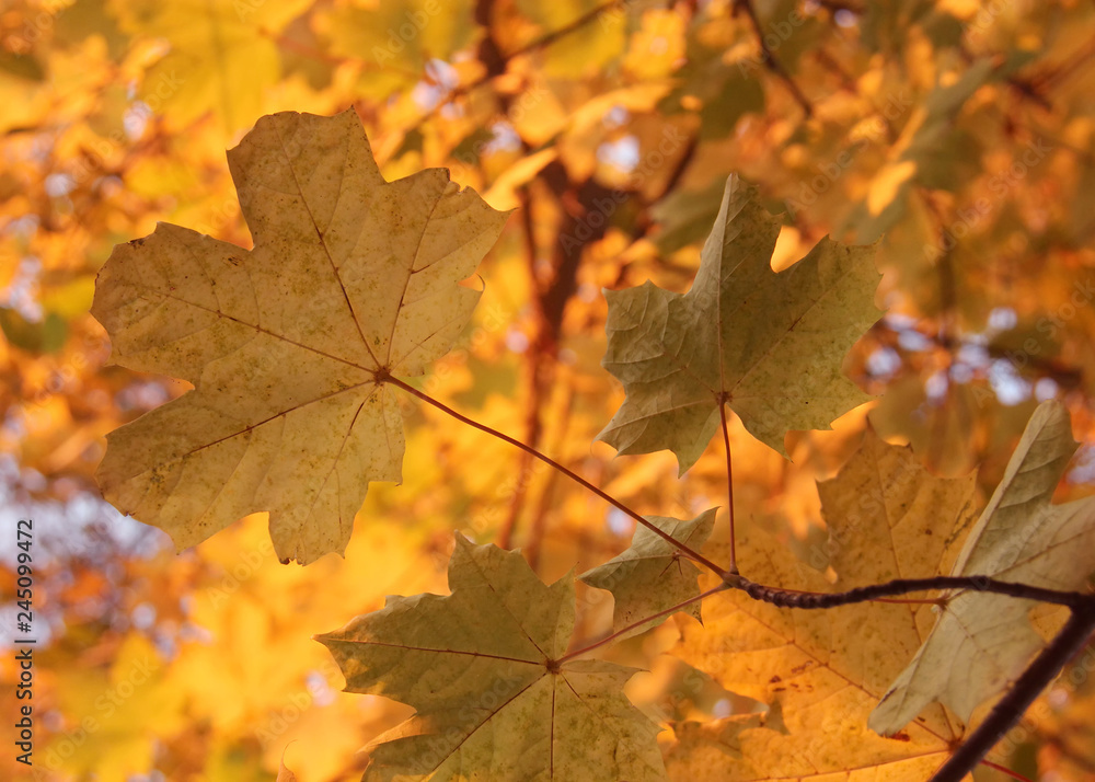 beautiful autumnal maple leaves