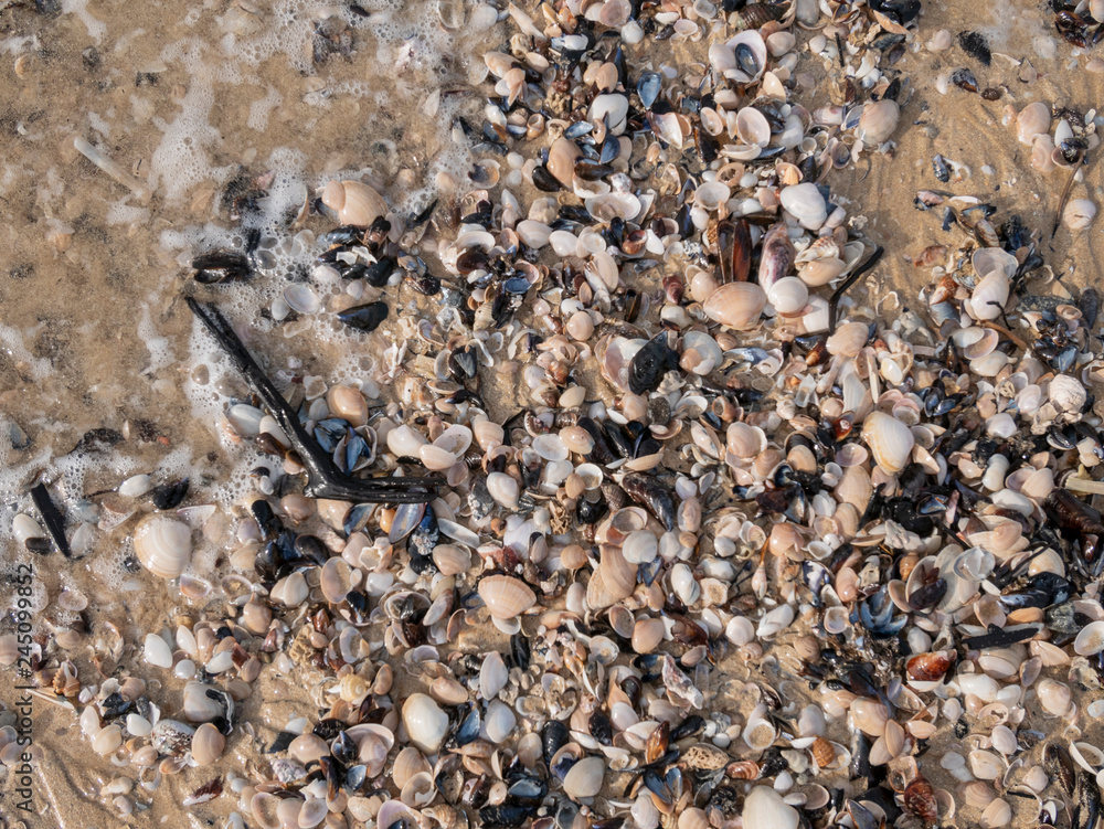 Sea shells on Lookout Beach. Plettenberg Bay. Garden Route. Western Cape. South Africa Sea shells on Lookout Beach. Plettenberg Bay. Garden Route. Western Cape. South Africa