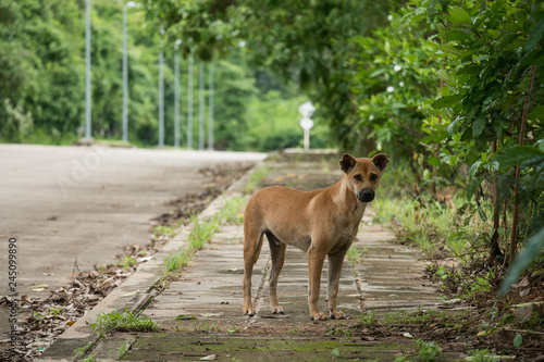 The street dog that looked