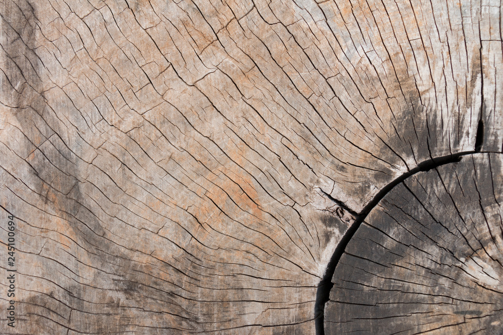 Fototapeta premium Stumps with cracks on