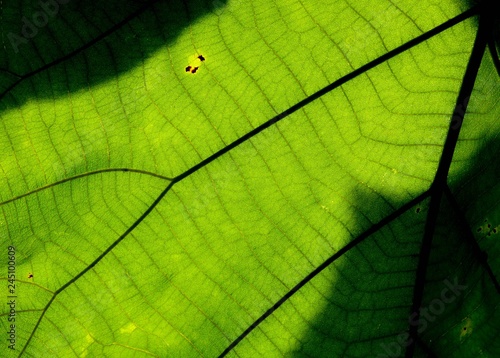 Close up on green leaf texture (background)