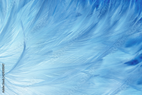 Beautiful dark blue feathers texture background.