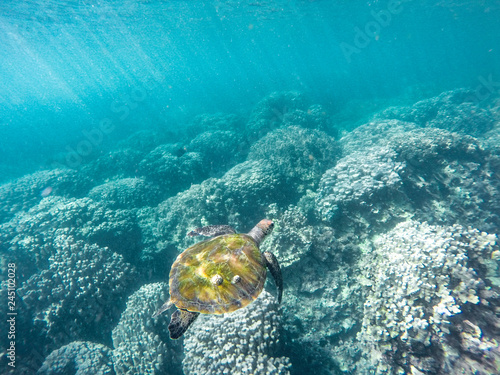 Tortue marine photo