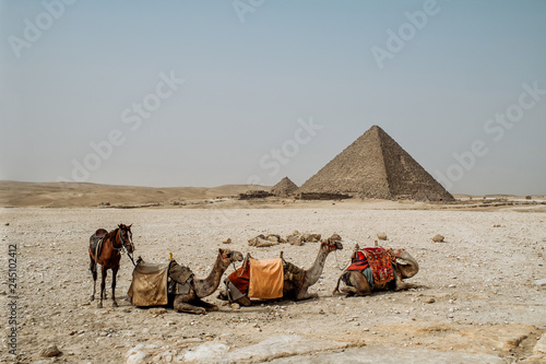 camel and horse near the pyramid photo