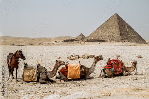 camel and horse near the pyramid
