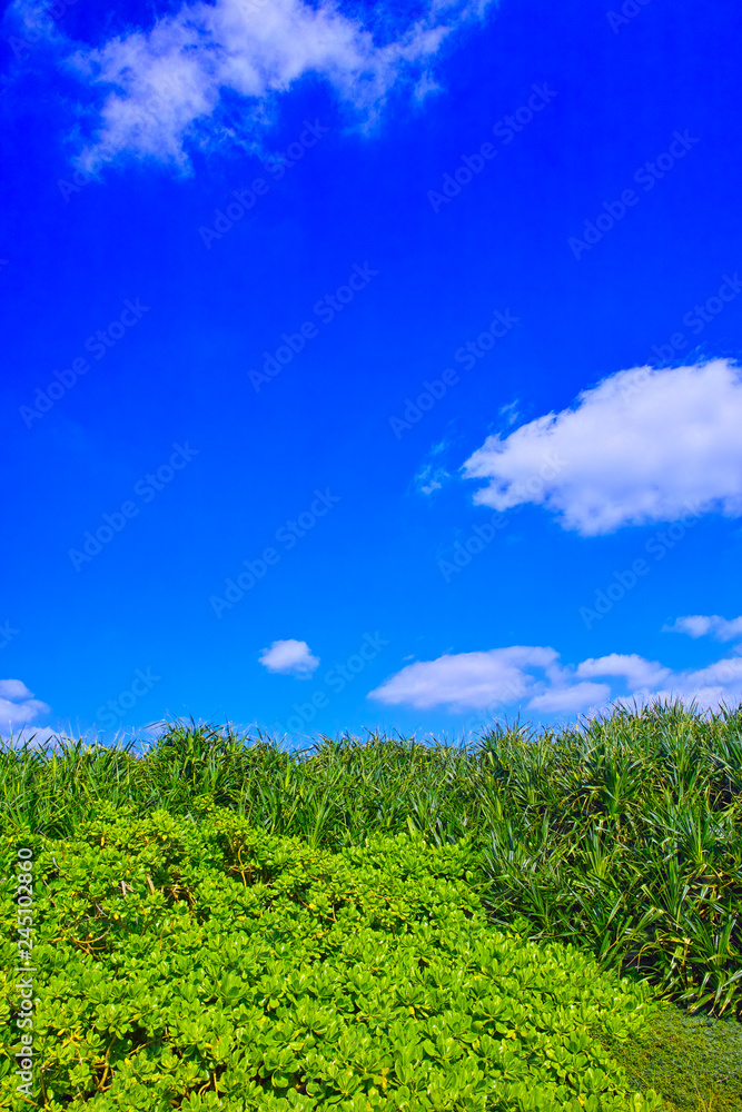 宮古島の東平安名崎に群生する熱帯植物と青空と雲
