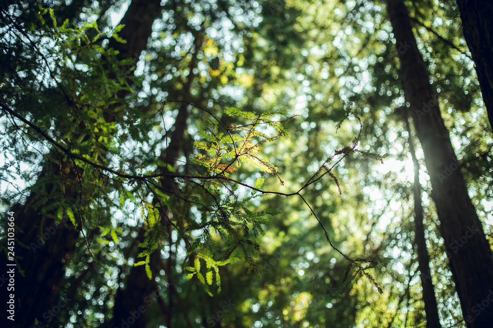 High green trees in forest in summer High green trees in forest in summer