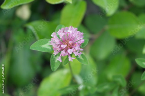 fiore