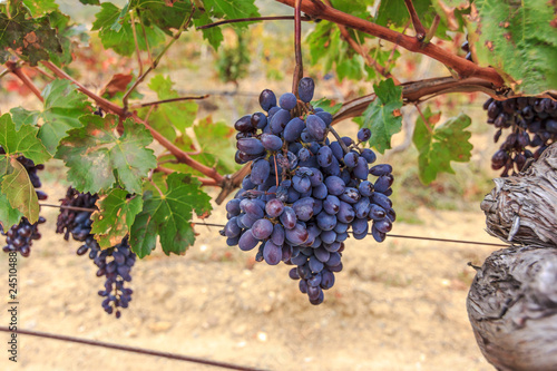Bunch of wine grapes in purple-blue. Bunch of ripe grapes hanging on the vine