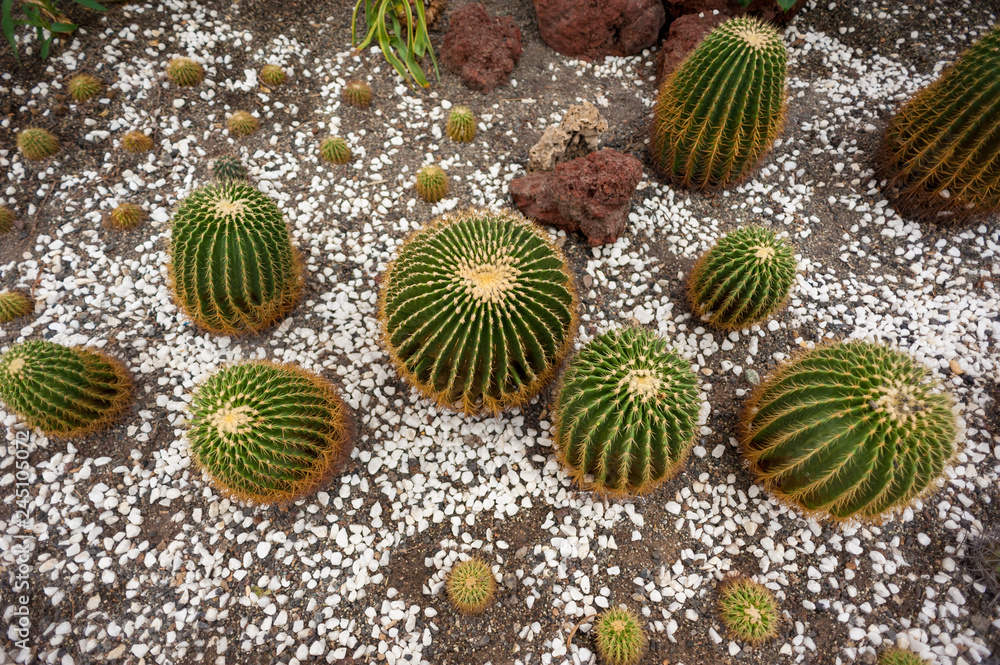 Beautiful small cactus field in Chengdu, China Beautiful small cactus field in Chengdu, China