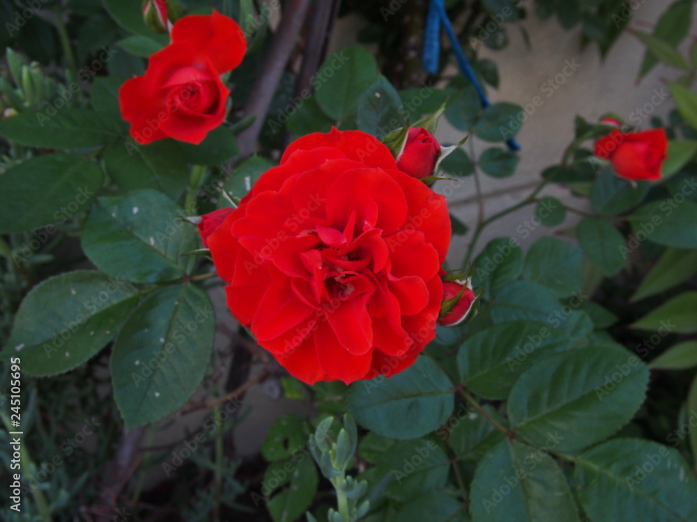 初夏の花 初夏の花