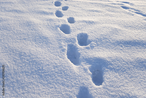 Footprints in the snow.
