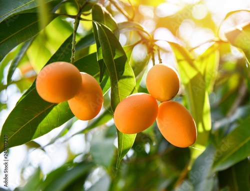 фотографія plum mango tropical fruit on tree / ripe of sweet marian plum mango fruit mapran