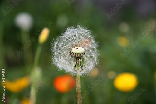 dandelion in the grass