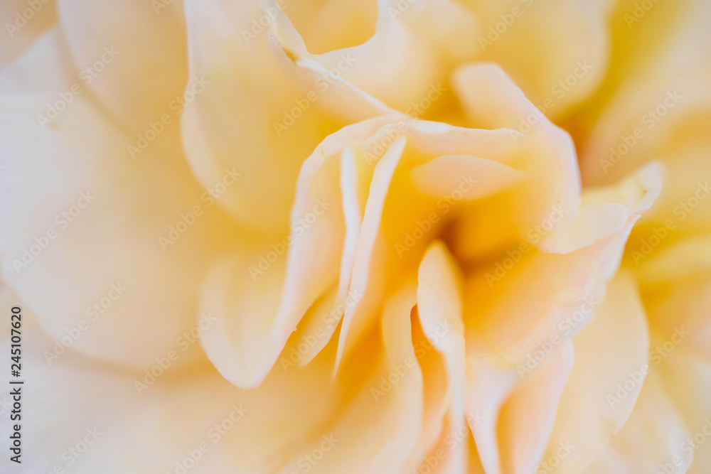 Fototapeta premium rose flower closeup abstract background