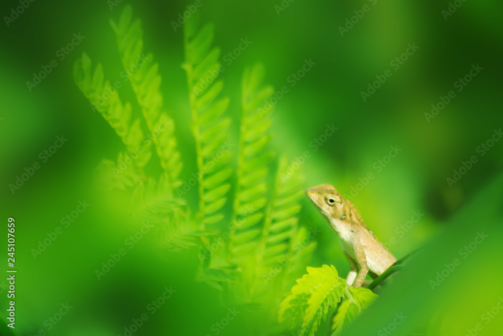 Fototapeta premium lizard on leaf