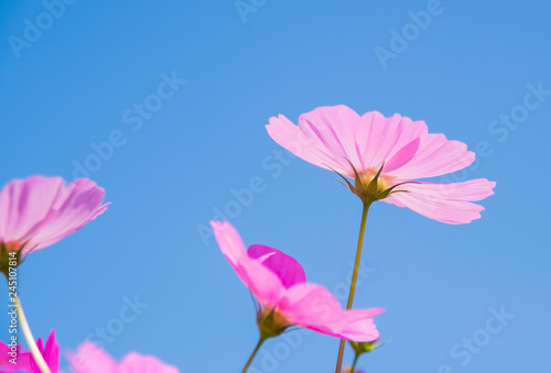 Cosmos flowers blooming on blue sky background