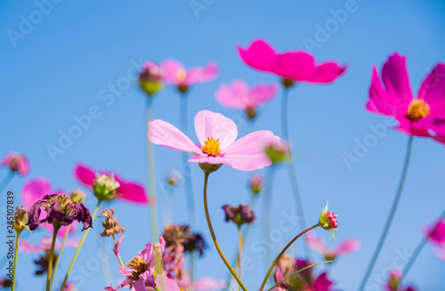 Cosmos flowers blooming on blue sky background