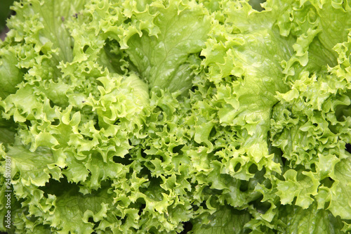 fresh green lettuce