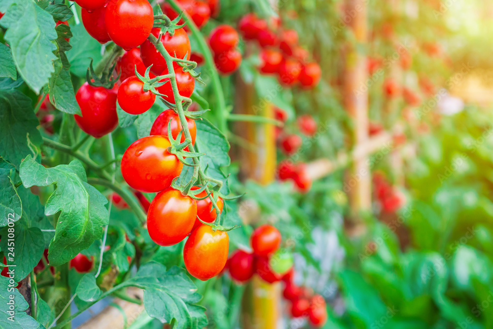 Fresh ripe red tomatoes plant growth in organic greenhouse garden ready to harvest