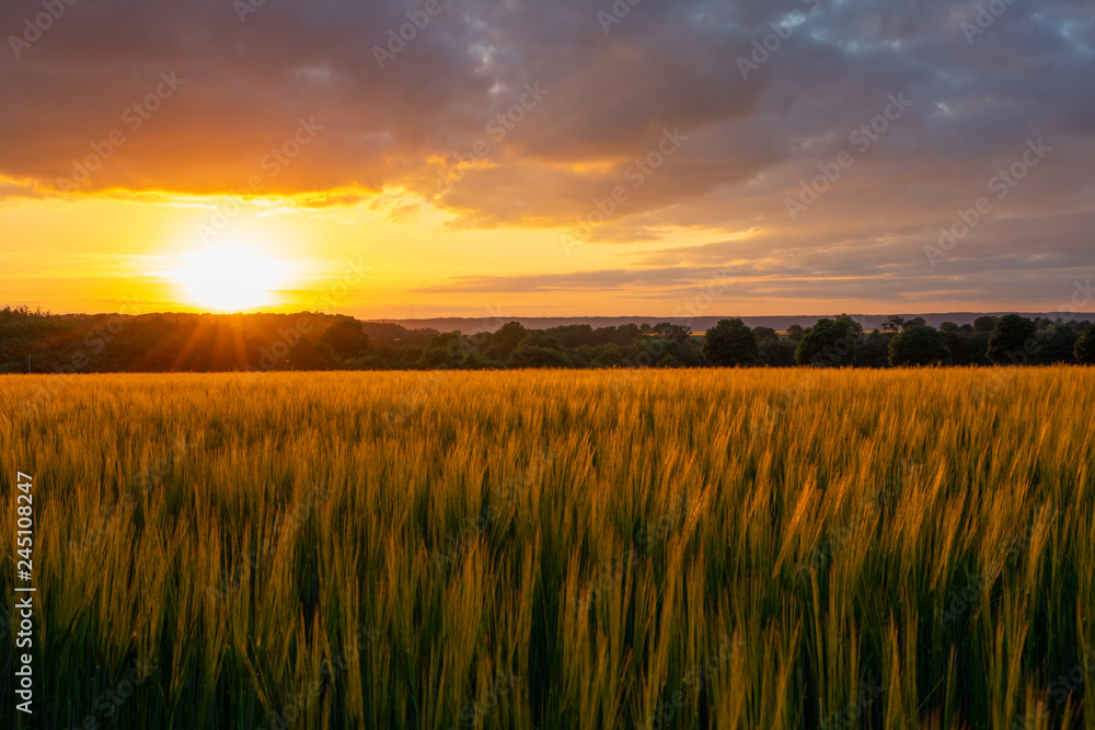 Fototapeta premium The sunset over wheat field in Germany