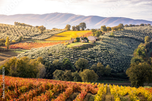 Montefalco Wineyards, Perugia province, Umbria, Italy photo