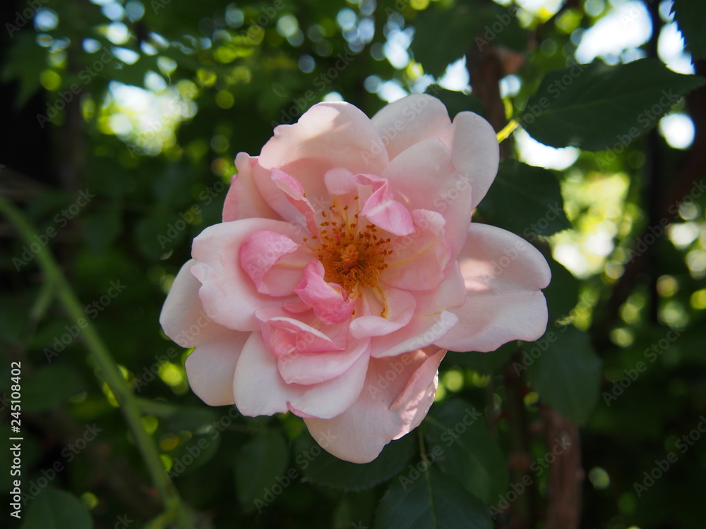 Obraz premium 初夏の花