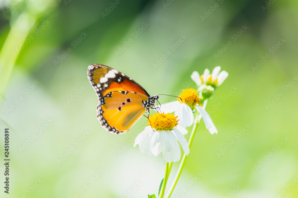 Butterfly on grass flower close-up, the animal in nature, macro of insect