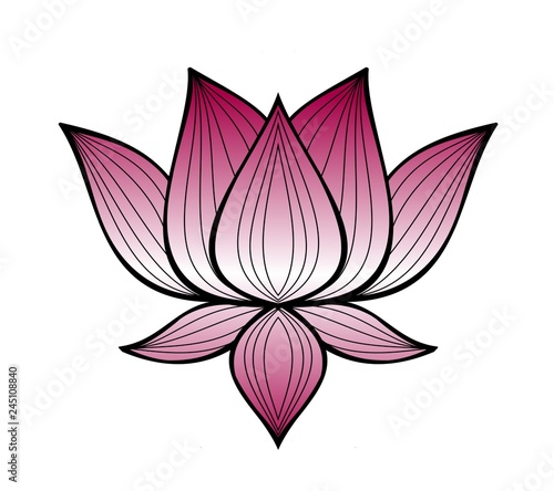 Pink lotus floral illustration design on white