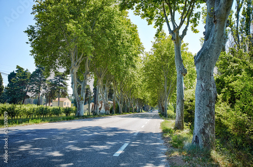 Lovely, empty country road lined with sycamore trees in Provence, southern France